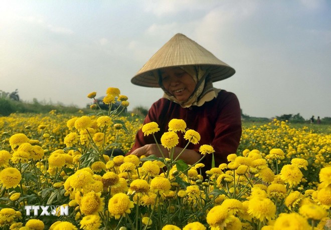 Thăm làng dược liệu độc nhất vô nhị tại Việt Nam ảnh 1