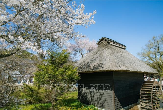 Vẻ đẹp cổ tích của ngôi làng cổ dưới chân núi Phú Sĩ ảnh 4