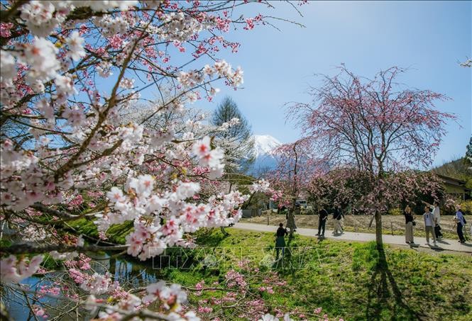 Vẻ đẹp cổ tích của ngôi làng cổ dưới chân núi Phú Sĩ ảnh 6