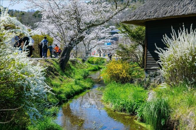 Vẻ đẹp cổ tích của ngôi làng cổ dưới chân núi Phú Sĩ ảnh 7