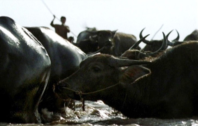 Sao Việt "dở khóc dở cười" kể chuyện đóng phim cùng… 300 con trâu ảnh 1