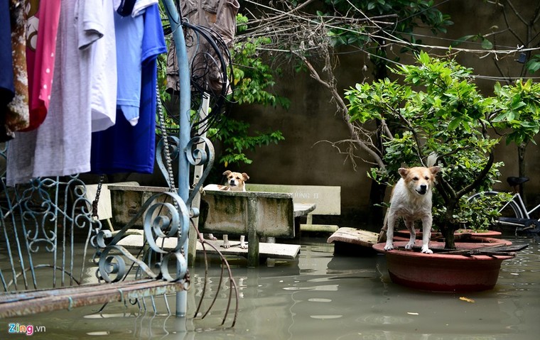Sống chung với nước ngập cả ngày ở Sài Gòn ảnh 10