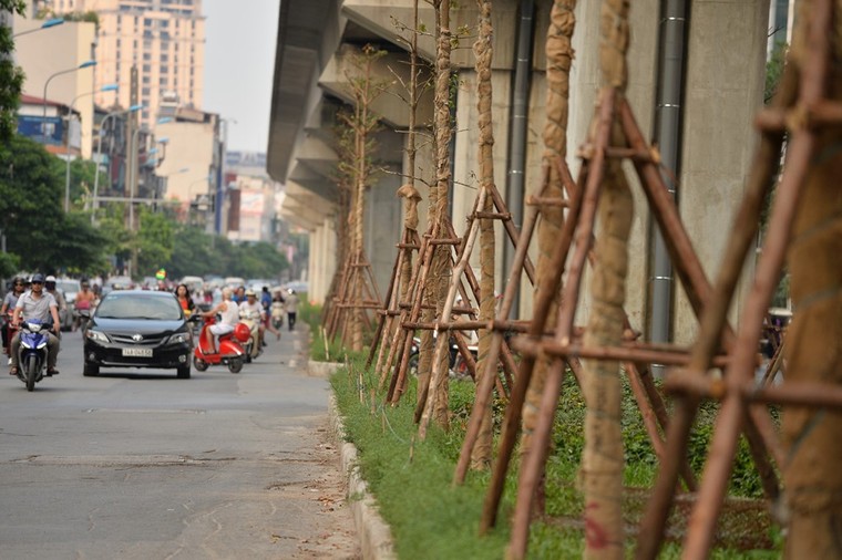 Hà Nội trồng cây dưới gầm đường sắt trên cao ảnh 8