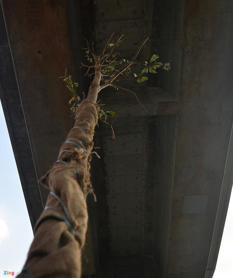 Hà Nội trồng cây dưới gầm đường sắt trên cao ảnh 2