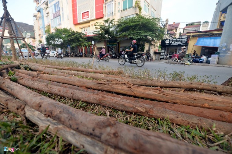 Hà Nội trồng cây dưới gầm đường sắt trên cao ảnh 6