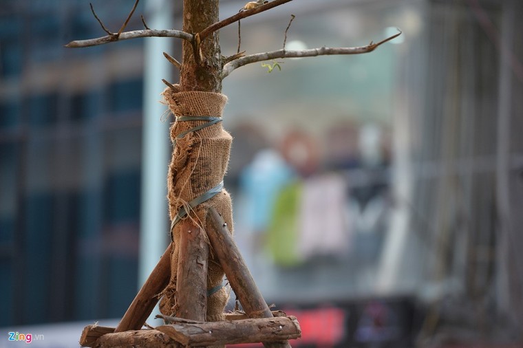 Hà Nội trồng cây dưới gầm đường sắt trên cao ảnh 3