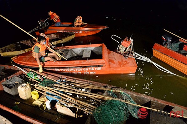 200 tấn cá chết ở Hồ Tây được đưa đi đâu? ảnh 1