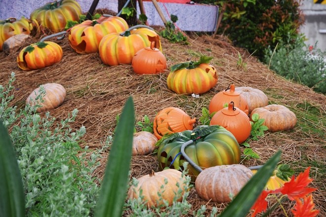 Vườn bí ngô hút khách dịp Halloween ở Sài Gòn ảnh 2