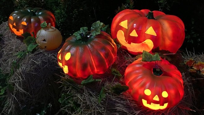 Vườn bí ngô hút khách dịp Halloween ở Sài Gòn ảnh 5