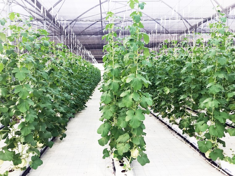Vingroup ra mắt sản phẩm trái cây nhà kính đầu tiên ảnh 2