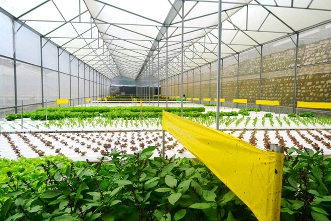 Rau thủy canh thu hoạch 15 vụ mỗi năm, ăn không cần rửa ảnh 11