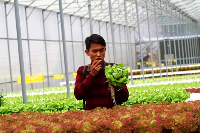 Rau thủy canh thu hoạch 15 vụ mỗi năm, ăn không cần rửa ảnh 12