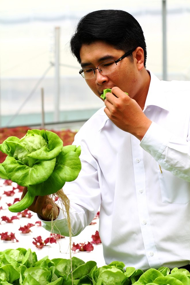 Rau thủy canh thu hoạch 15 vụ mỗi năm, ăn không cần rửa ảnh 13