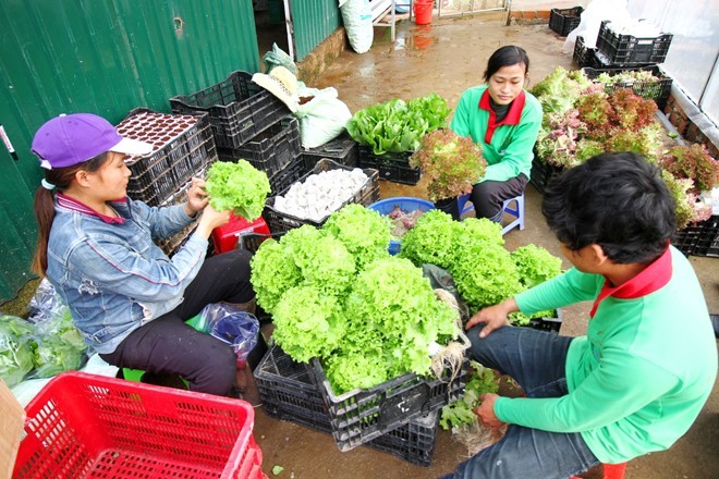 Rau thủy canh thu hoạch 15 vụ mỗi năm, ăn không cần rửa ảnh 14