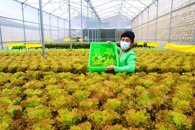 Rau thủy canh thu hoạch 15 vụ mỗi năm, ăn không cần rửa ảnh 1