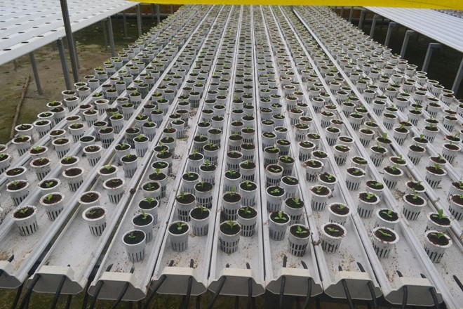 Rau thủy canh thu hoạch 15 vụ mỗi năm, ăn không cần rửa ảnh 2