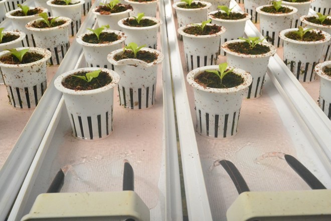 Rau thủy canh thu hoạch 15 vụ mỗi năm, ăn không cần rửa ảnh 3