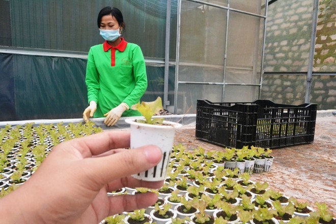 Rau thủy canh thu hoạch 15 vụ mỗi năm, ăn không cần rửa ảnh 4