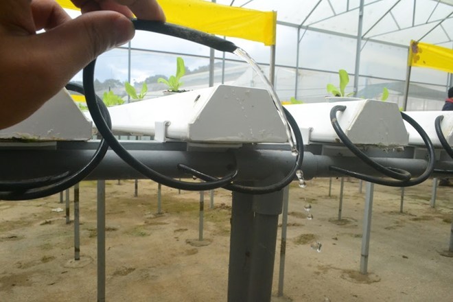 Rau thủy canh thu hoạch 15 vụ mỗi năm, ăn không cần rửa ảnh 6