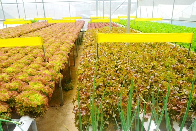 Rau thủy canh thu hoạch 15 vụ mỗi năm, ăn không cần rửa ảnh 7