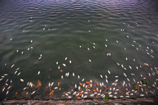 Hồ Tây sau 10 ngày cá chết hàng loạt ảnh 1