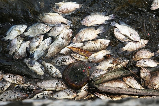 Hồ Tây sau 10 ngày cá chết hàng loạt ảnh 2