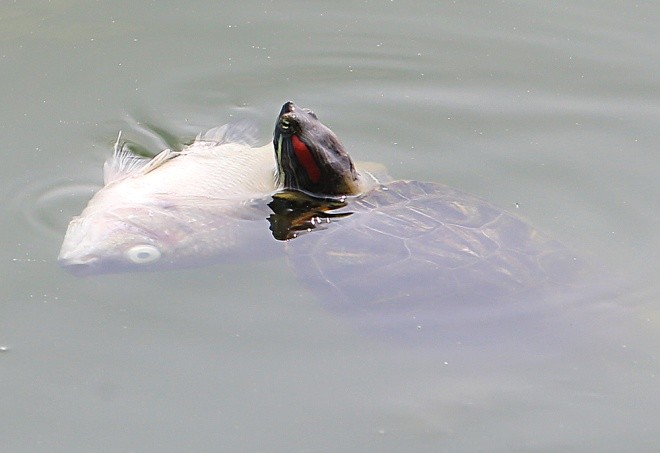 Hồ Tây sau 10 ngày cá chết hàng loạt ảnh 3