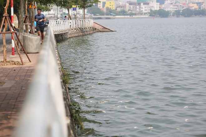 Hồ Tây sau 10 ngày cá chết hàng loạt ảnh 6