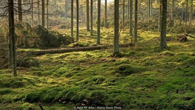 Những đầm lầy chứa xác chết bí ẩn ở Đan Mạch ảnh 1