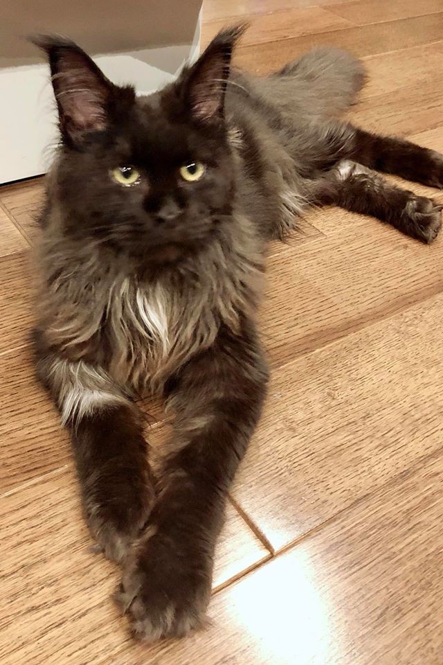 Trấn Thành bức xúc với Hari Won vì con mèo 3.000 USD ảnh 1