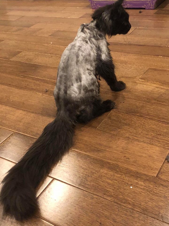 Trấn Thành bức xúc với Hari Won vì con mèo 3.000 USD ảnh 2