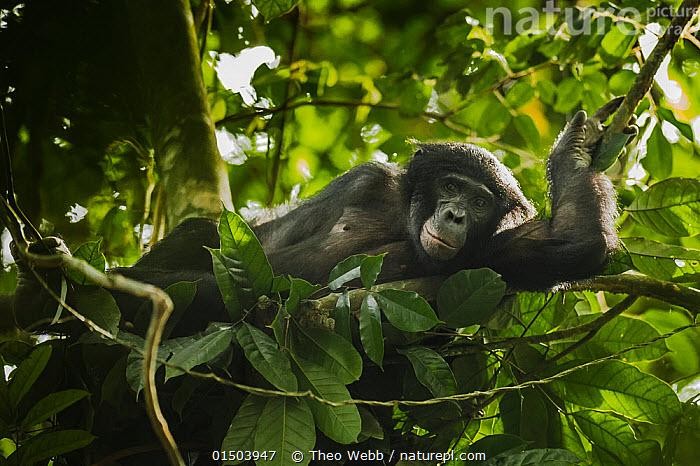 Congo: Vườn quốc gia Salonga được đưa ra khỏi Danh sách Di sản Thế giới đang bị đe dọa ảnh 1
