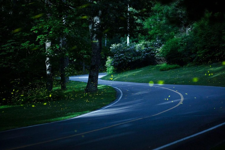 Vẻ đẹp của Du lịch Đom đóm ở Dãy Appalachia ảnh 2