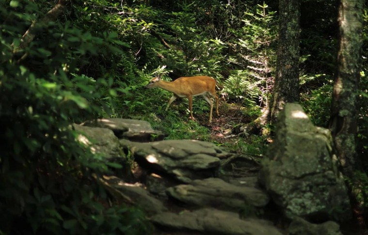 Vẻ đẹp của Du lịch Đom đóm ở Dãy Appalachia ảnh 3