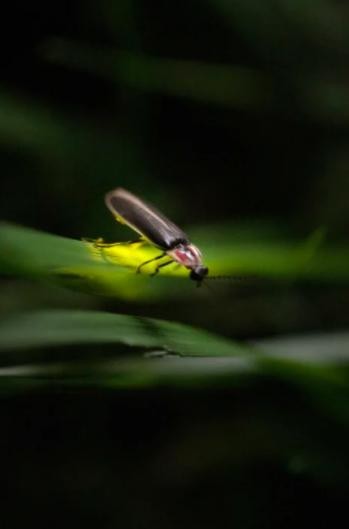 Vẻ đẹp của Du lịch Đom đóm ở Dãy Appalachia ảnh 1