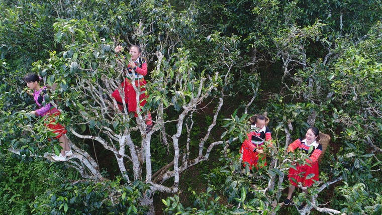 Hương trà thoáng trong mây ảnh 10