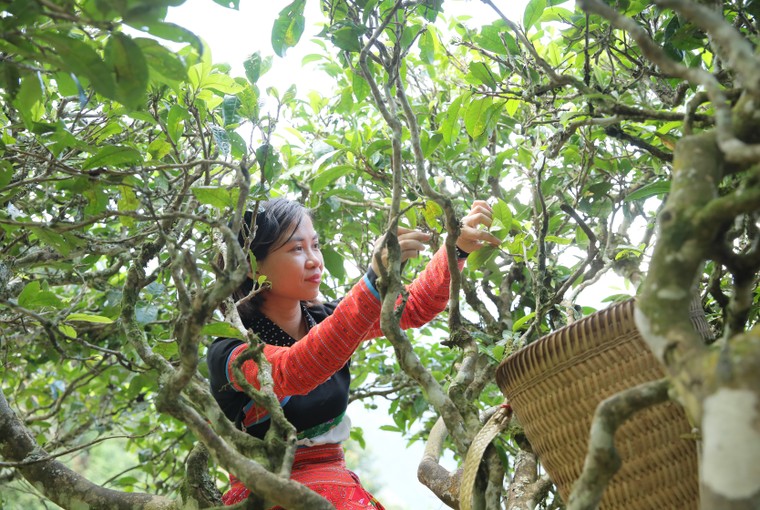 Hương trà thoáng trong mây ảnh 11