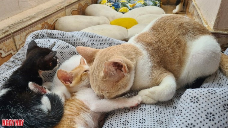 Nuôi một con mèo sẽ khiến bạn trở nên rất dịu dàng ảnh 2