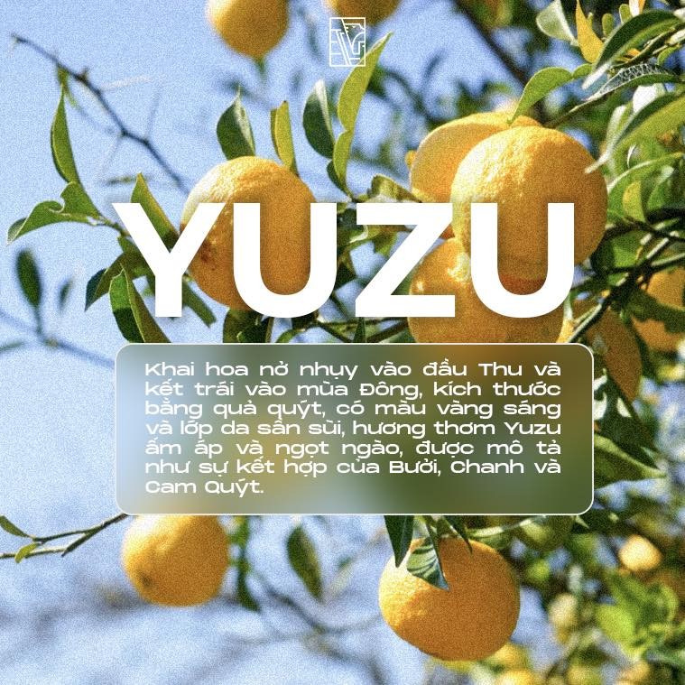 Những món ngon từ Yuzu - loại quả vàng độc đáo của xứ sở Phù Tang ảnh 1