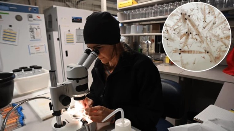 UNESCO: Bảo vệ động vật phù du là bảo vệ đại dương ảnh 1