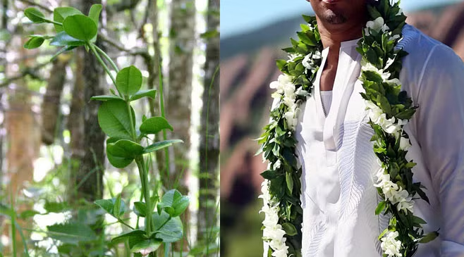 Điệu múa Hula ở Quần đảo Hawaii ảnh 3