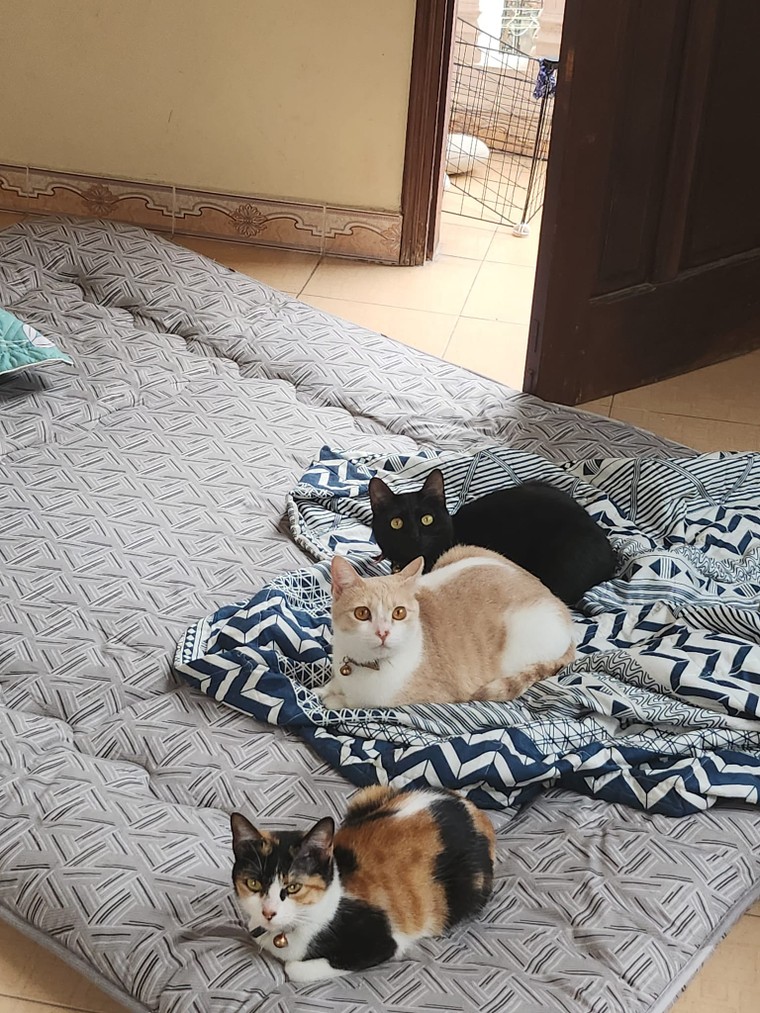 Giảm rụng lông ở mèo với 4 bước dễ làm và hiệu quả ảnh 2