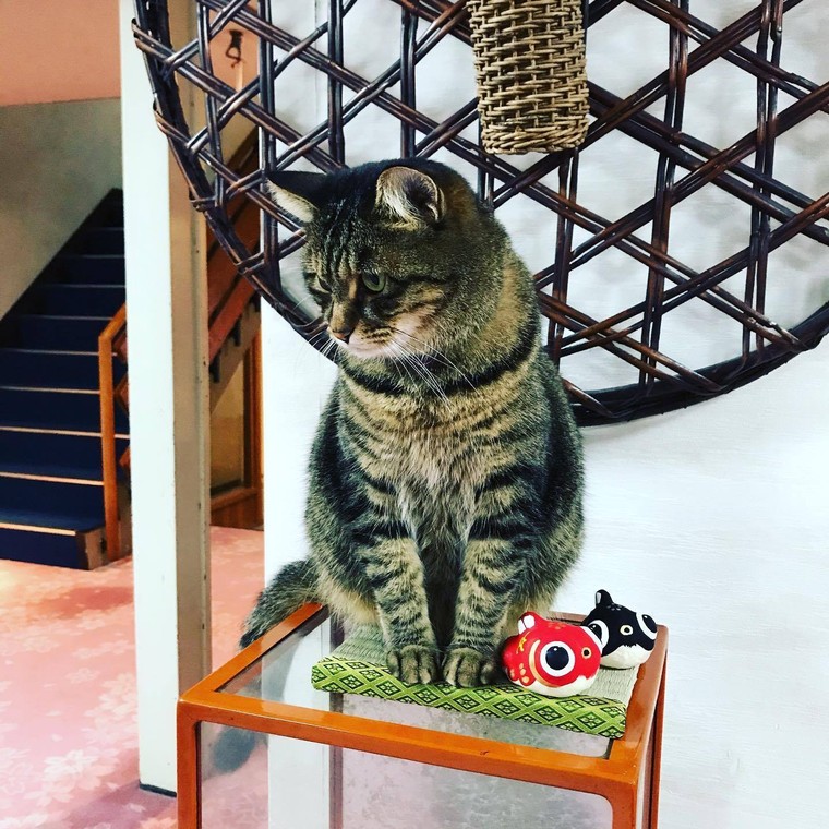 Nozawa Onsen: nơi những “nhân viên mèo” sẽ chăm sóc bạn bằng sự dễ thương và hiếu khách ảnh 6