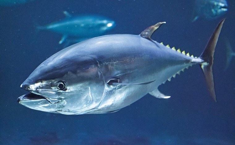 Sự thật về những miếng sushi cá ngừ tươi ngon ảnh 1