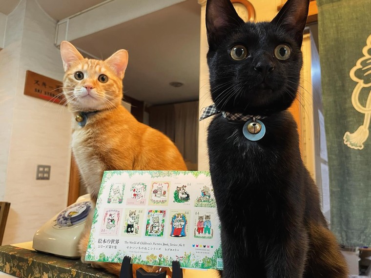 Nozawa Onsen: nơi những “nhân viên mèo” sẽ chăm sóc bạn bằng sự dễ thương và hiếu khách ảnh 3