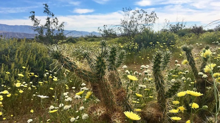 California ngập tràn hoa dại ảnh 2
