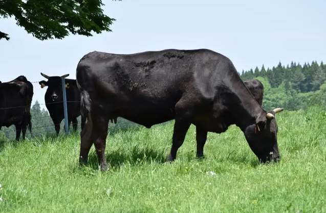 Bò Kobe chính hiệu Nhật Bản phải đạt những tiêu chuẩn nào? ảnh 2