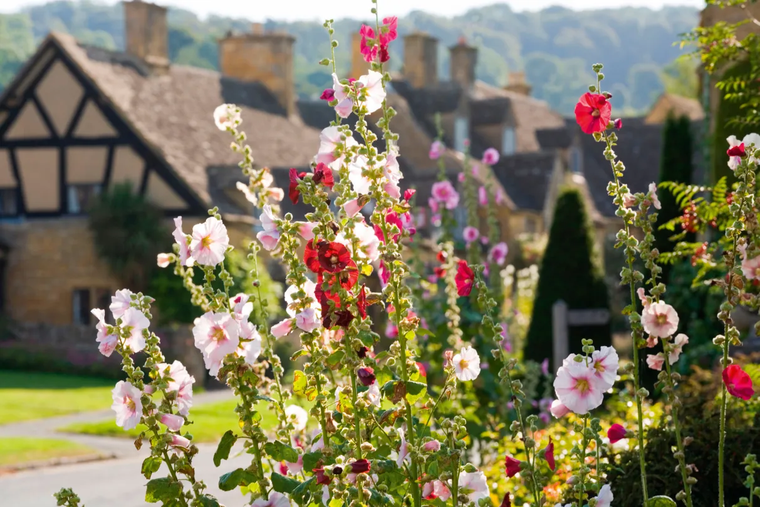 Hoa thục quỳ: Từ khu vườn cổ kính đến kiệt tác đèn Tiffany ảnh 1