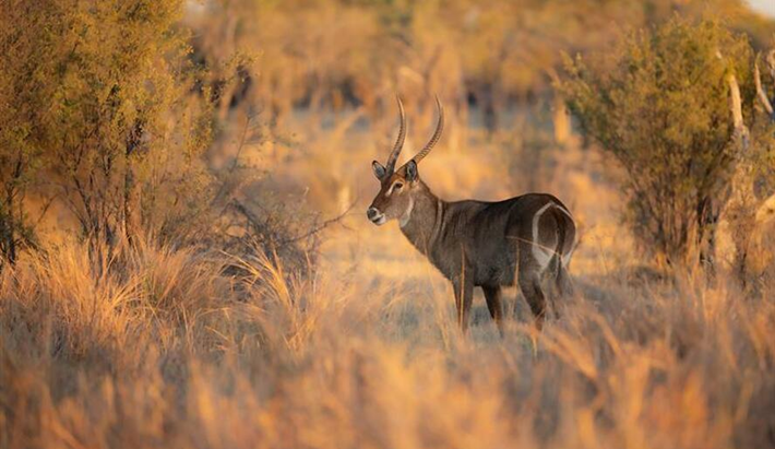 Thông điệp từ Giám đốc Di sản Thế giới Lazare Eloundou Assomo nhân Ngày Động vật Hoang dã Thế giới 2025 ảnh 1