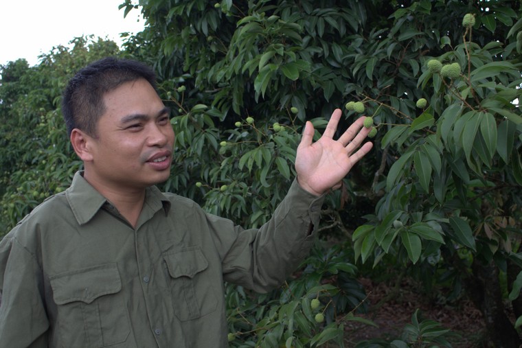 Thầy giáo sinh học đưa vải Thanh Hà từ “bán ký” sang “bán di sản” ảnh 1